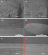 Imagem de <i>Centrophlebomyia grunini</i> Ozerov 1984