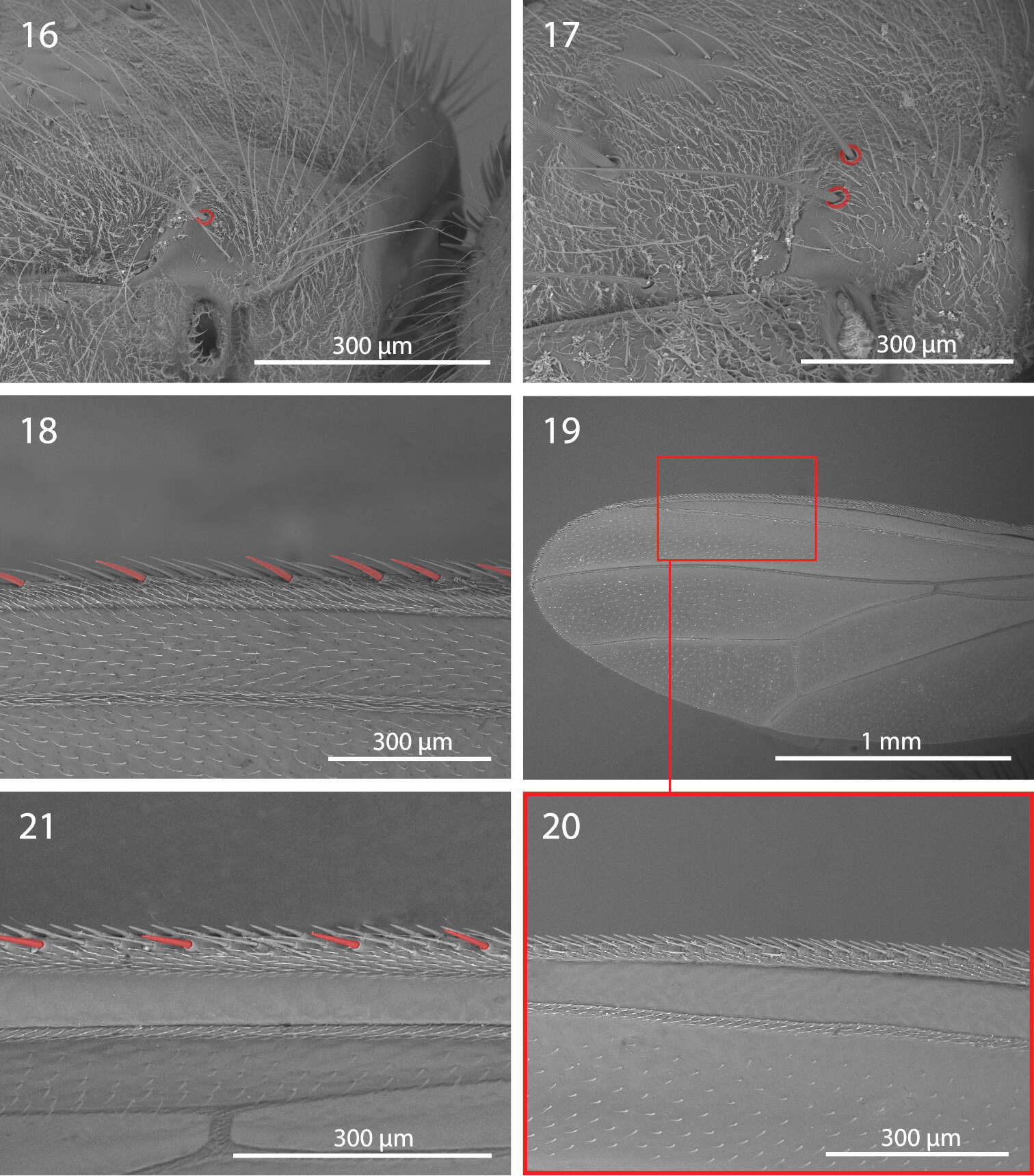 Image of <i>Centrophlebomyia grunini</i> Ozerov 1984