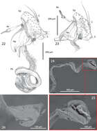 Image of <i>Centrophlebomyia orientalis</i> Hendel 1907