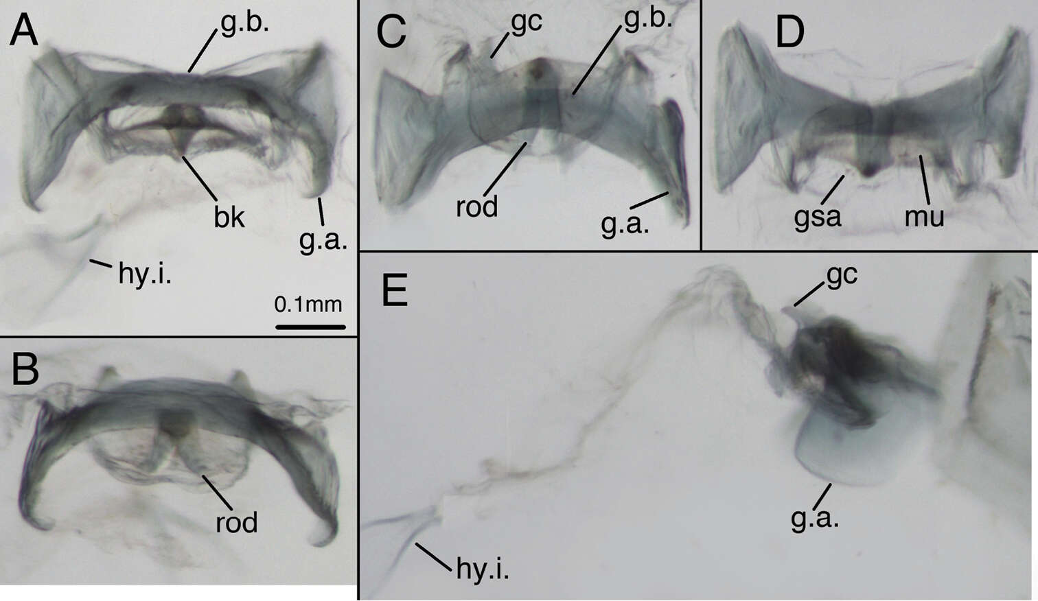 Plancia ëd Leucochrysa