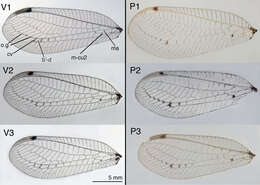 Image of Leucochrysa