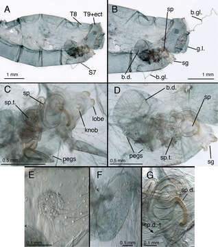 Image of Leucochrysa