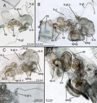 Image of Leucochrysa