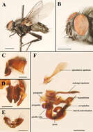 Image of flesh flies