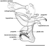 Image of Agria mihalyii (Rohdendorf & Verves 1978)