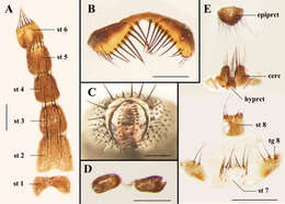 Image of Agria mihalyii (Rohdendorf & Verves 1978)