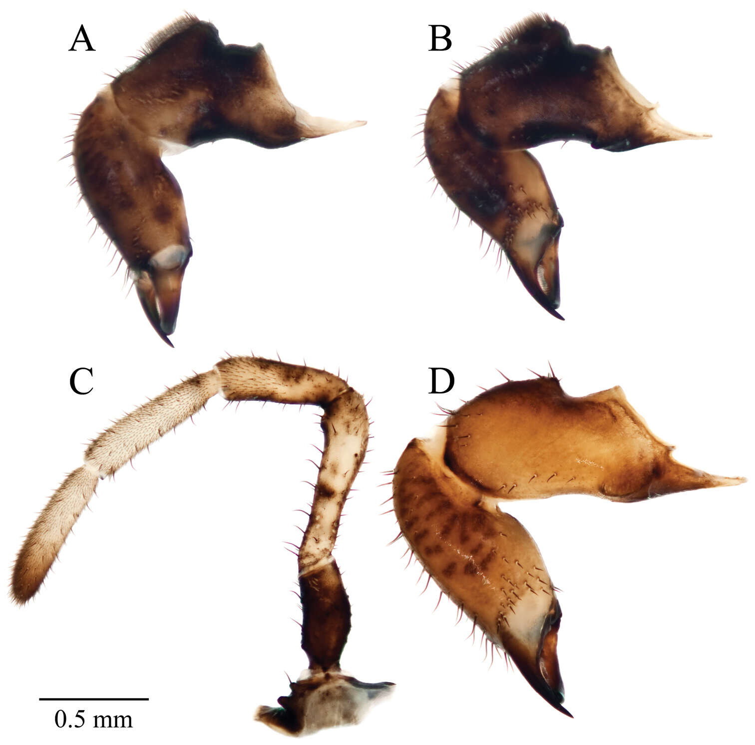 Image of Acuclavella sheari Richart & Hedin 2013