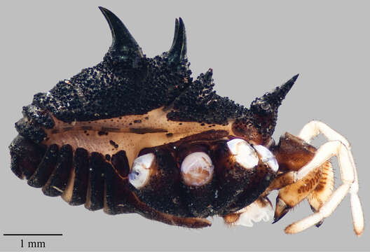 Imagem de Acuclavella quattuor Shear 1986