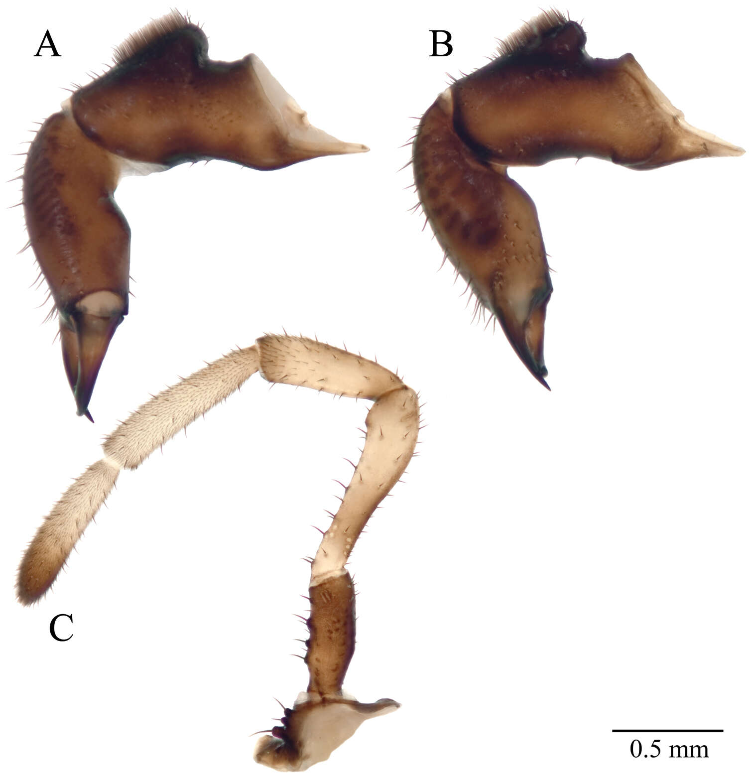 Acuclavella quattuor Shear 1986 resmi