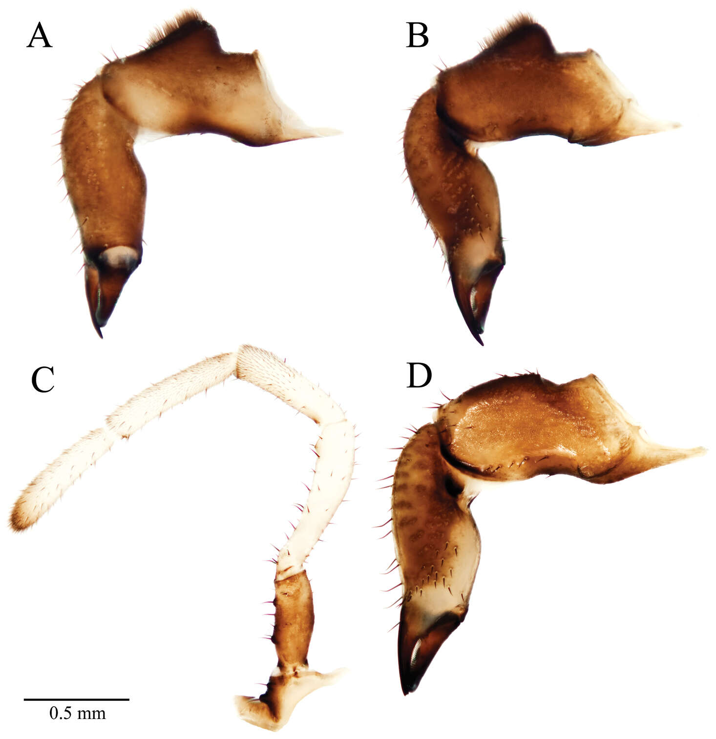 Image of Acuclavella leonardi Richart & Hedin 2013