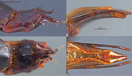 Image of Nicrophorus (Nicrophorus) efferens Sikes & Mousseau 2013