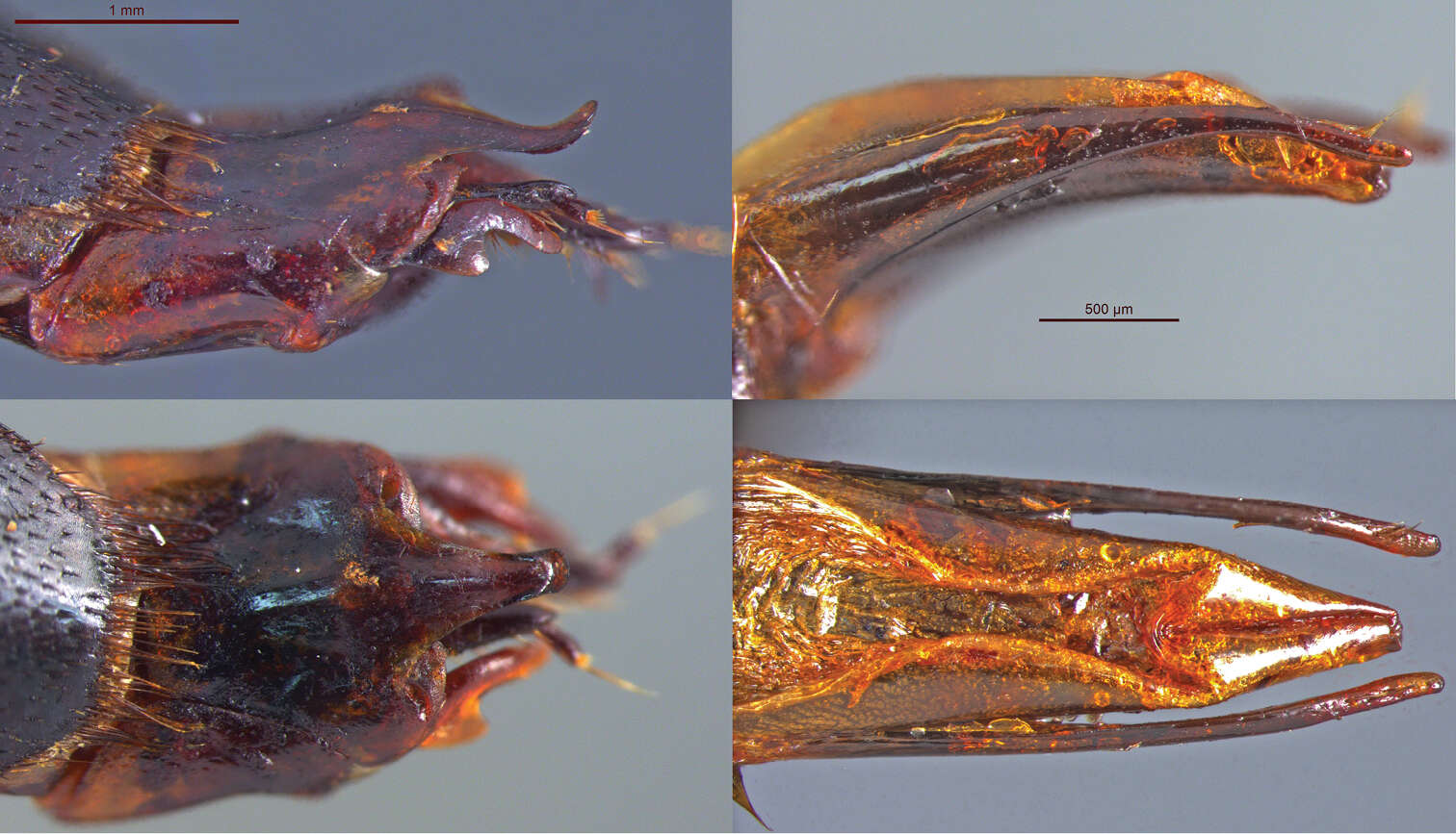 Image of Nicrophorus (Nicrophorus) efferens Sikes & Mousseau 2013