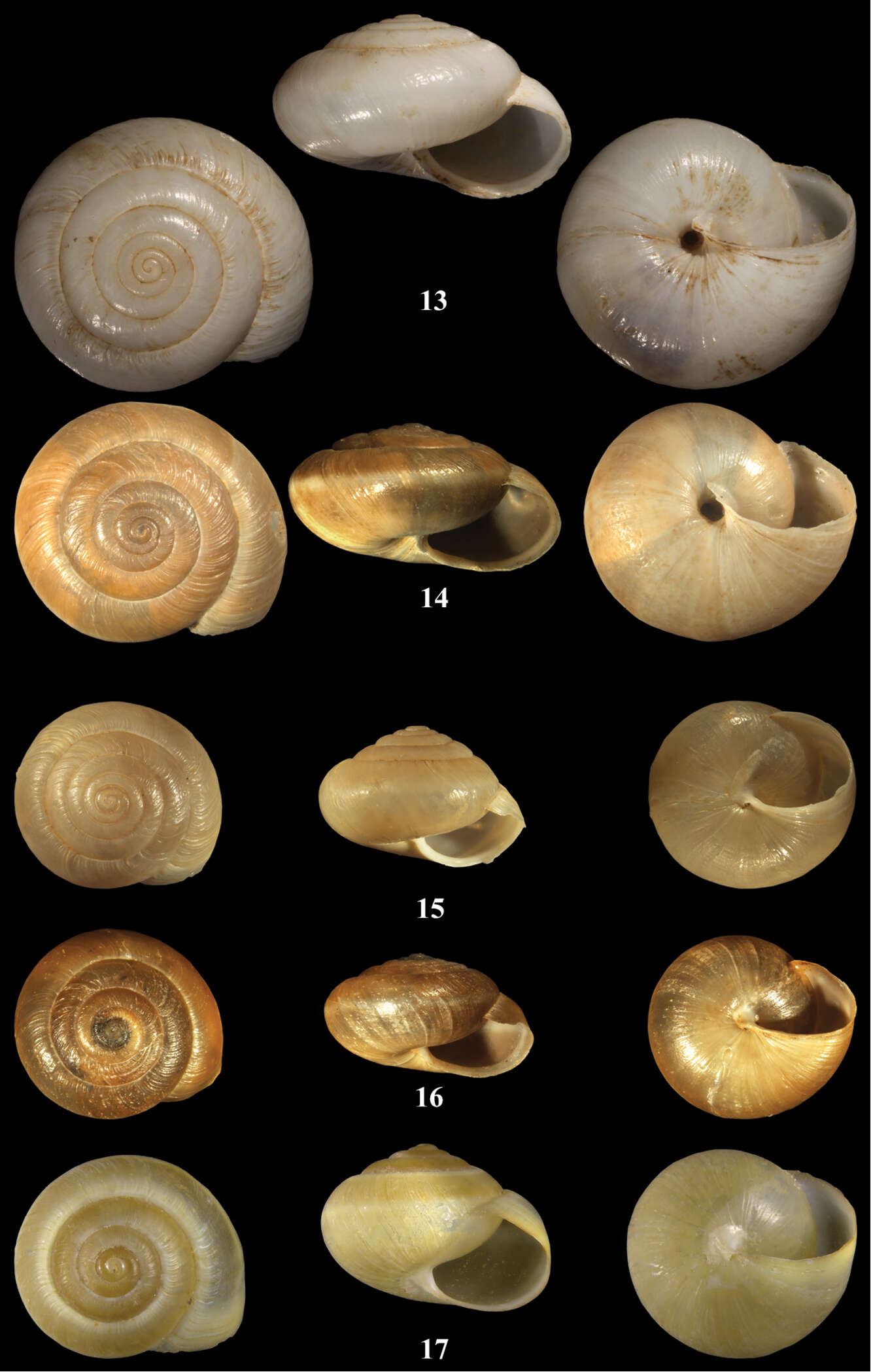 Image of <i>Monacha solitudinis</i> Bourguignat 1852