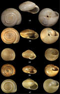 Image of leaf snails