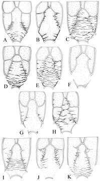 Image of Cymodusa (Cymodusa) koreana Choi & Lee