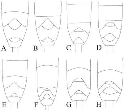 Image of Cymodusa (Cymodusa) koreana Choi & Lee