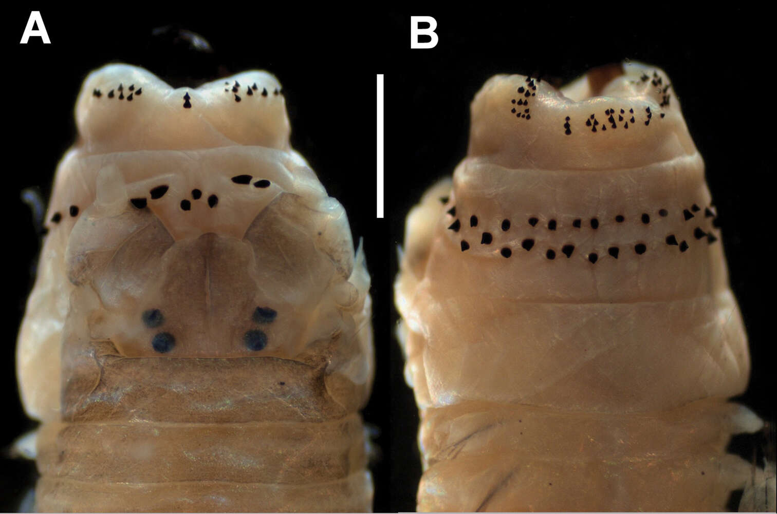 Plancia ëd Nereididae