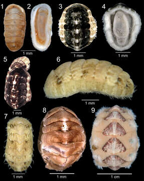 Tonicellidae Simroth 1894的圖片