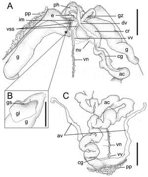 Image de échiuriens