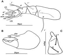 Image of Ameronothroidea Vitzthum 1943