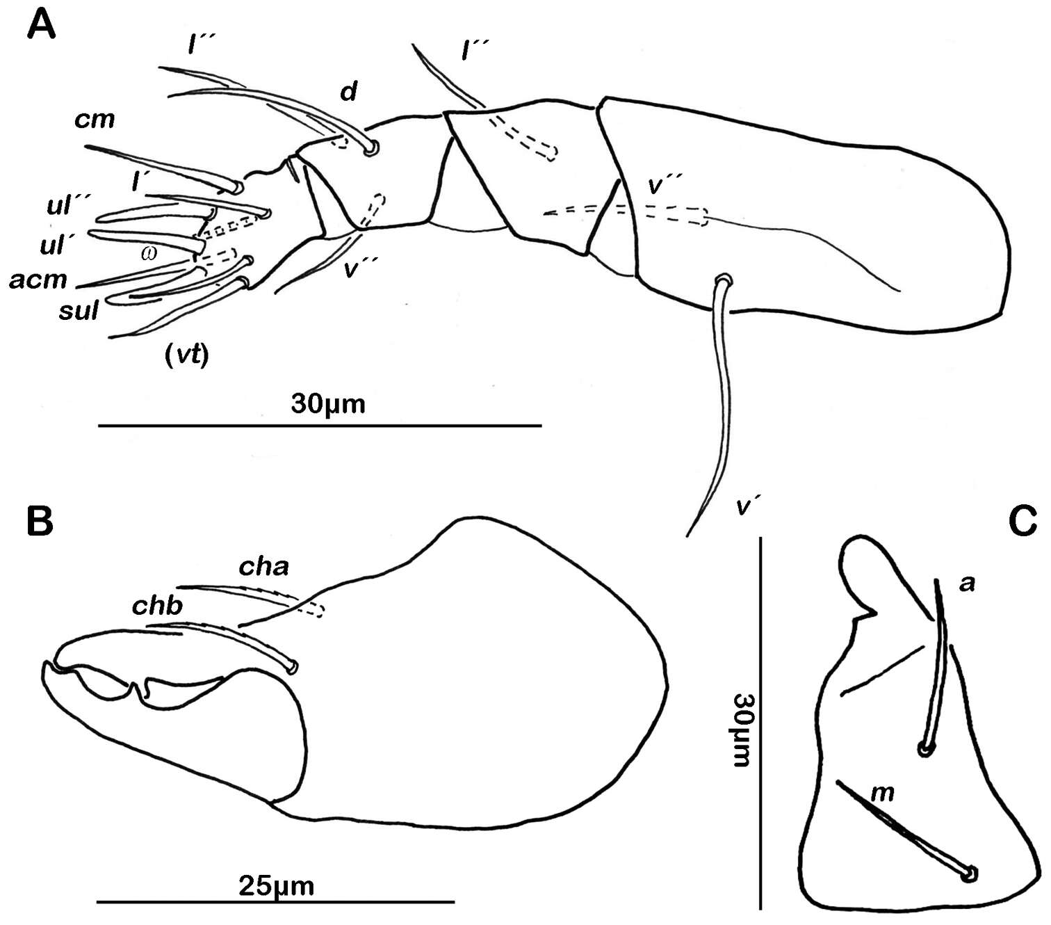 Imagem de Ameronothroidea Vitzthum 1943