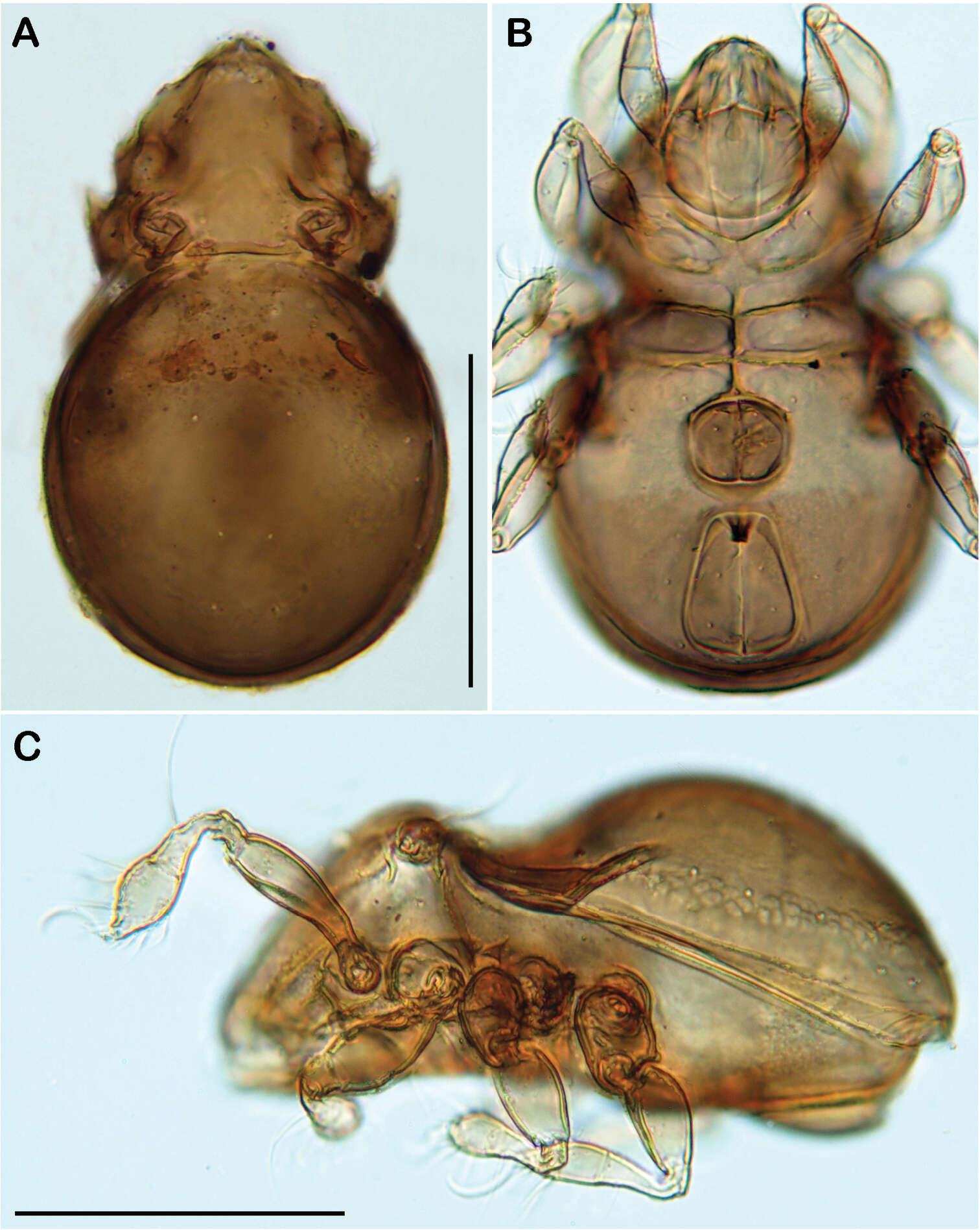 Image of Ameronothroidea Vitzthum 1943