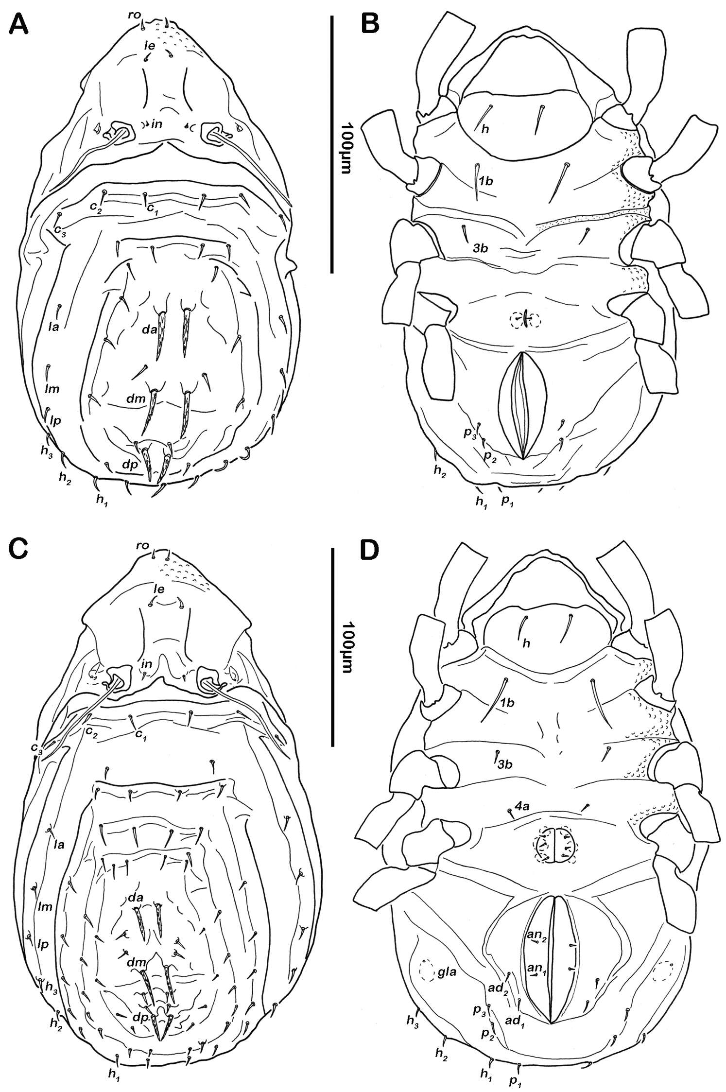 Sivun Ameronothroidea Vitzthum 1943 kuva