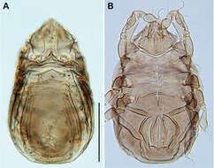 Image of Ameronothroidea Vitzthum 1943