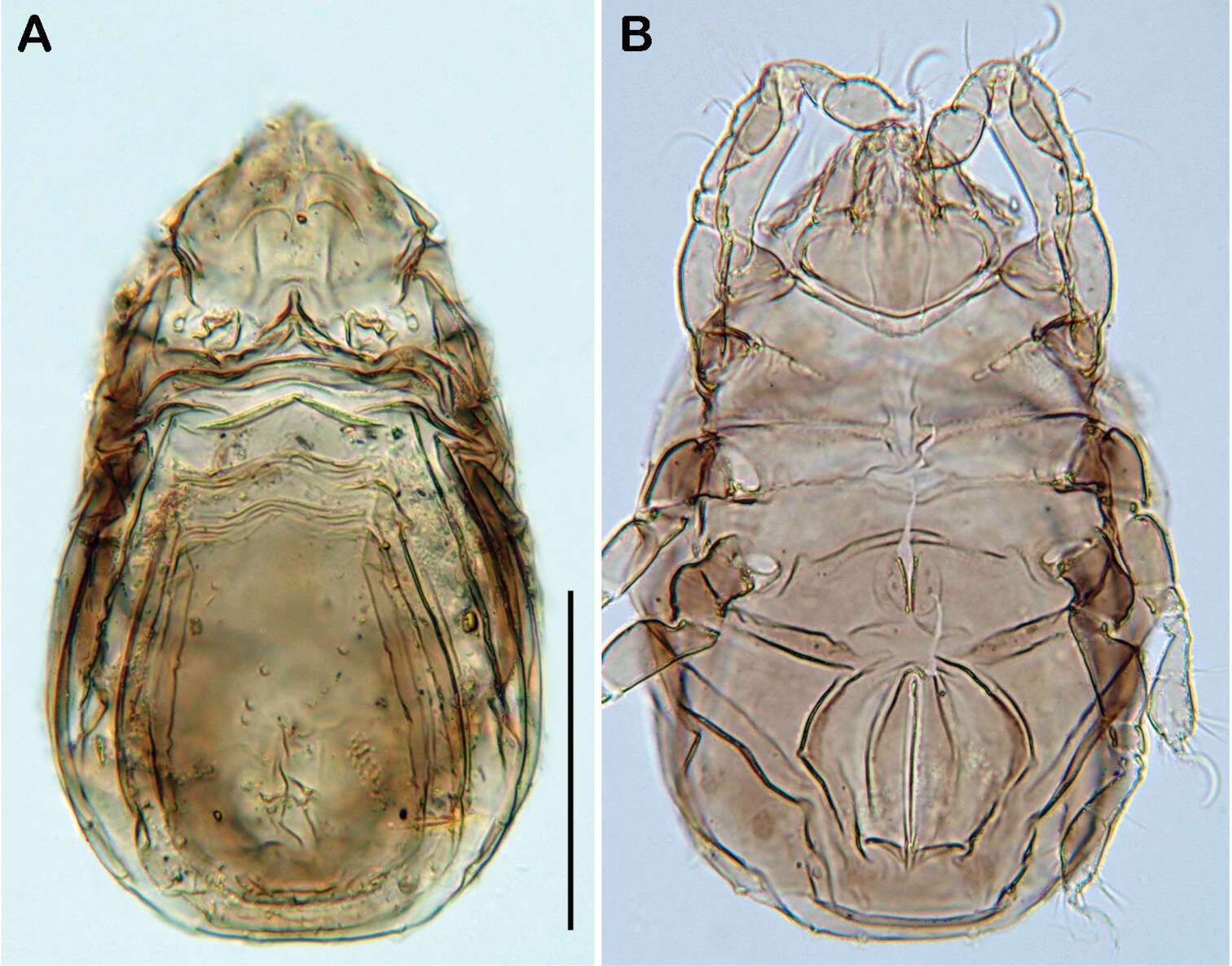 Sivun Ameronothroidea Vitzthum 1943 kuva