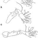 Image of <i>Selenoribates quasimodo</i> Pfingstl 2013