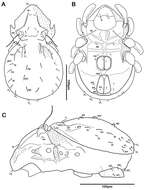 Sivun <i>Selenoribates satanicus</i> Pfingstl 2013 kuva