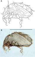 Image of <i>Selenoribates satanicus</i> Pfingstl 2013