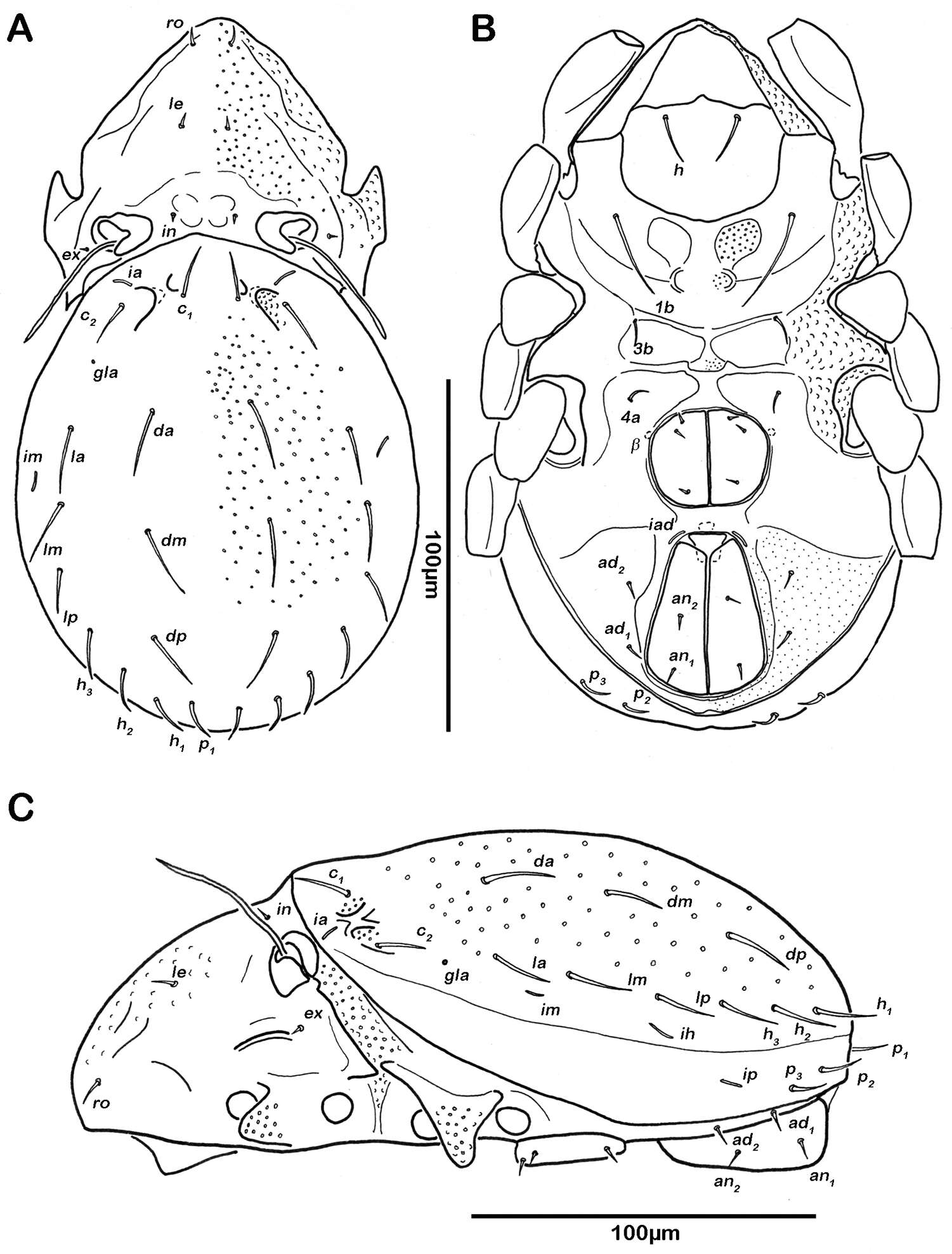 Image of <i>Selenoribates elegans</i> Pfingstl 2013