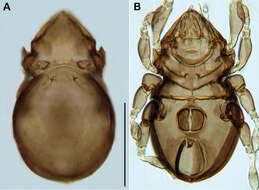 <i>Selenoribates elegans</i> Pfingstl 2013 resmi