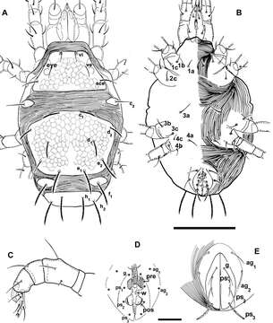 Image of Agistemus