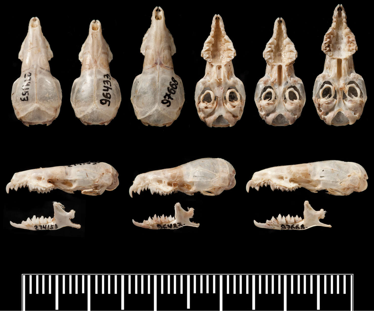 Image of Crocidura sapaensis Jenkins, Abramov, Bannikova & Rozhnov 2013