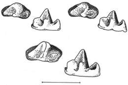 Image of Crocidura sapaensis Jenkins, Abramov, Bannikova & Rozhnov 2013