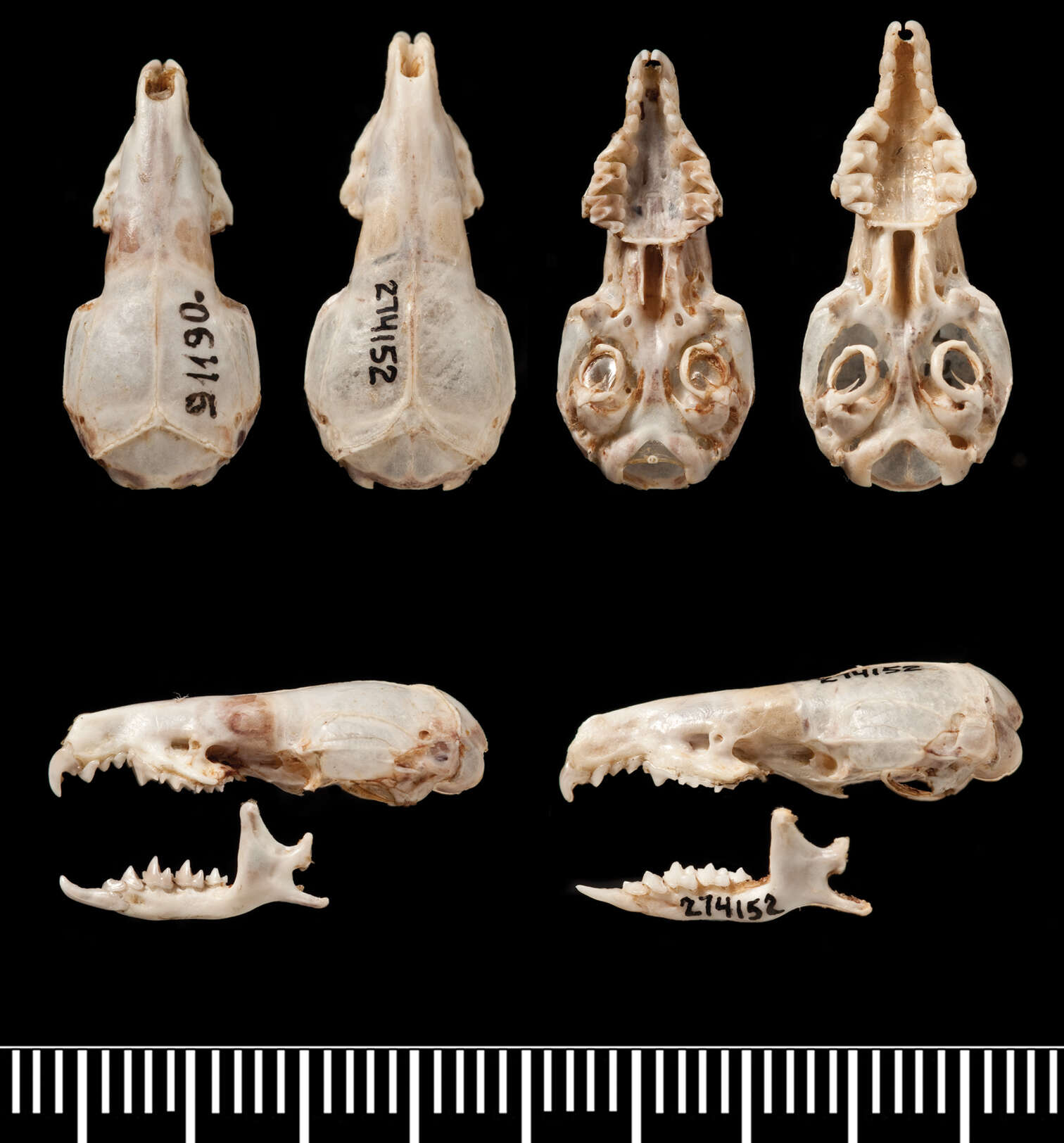 Image of Crocidura sapaensis Jenkins, Abramov, Bannikova & Rozhnov 2013