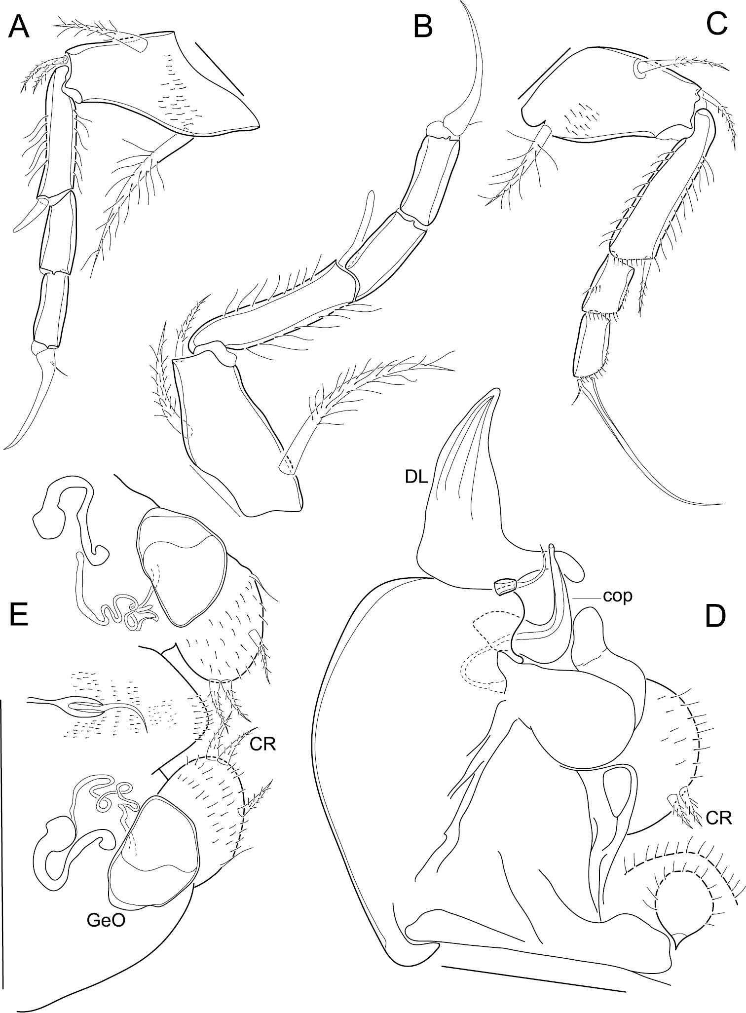Sivun Cytheroidea Baird 1850 kuva