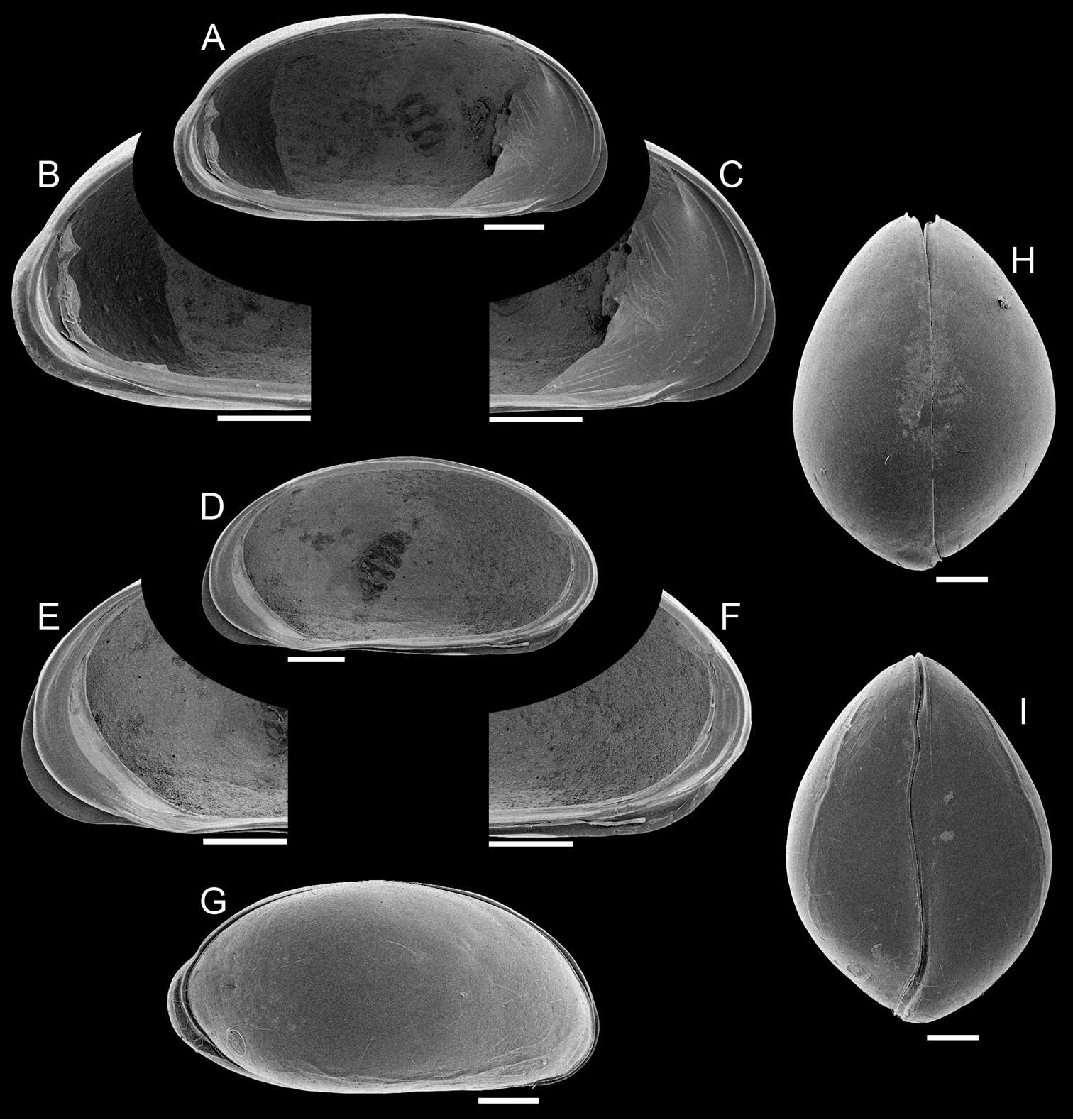 Image of Podocopa G. O. Sars 1866