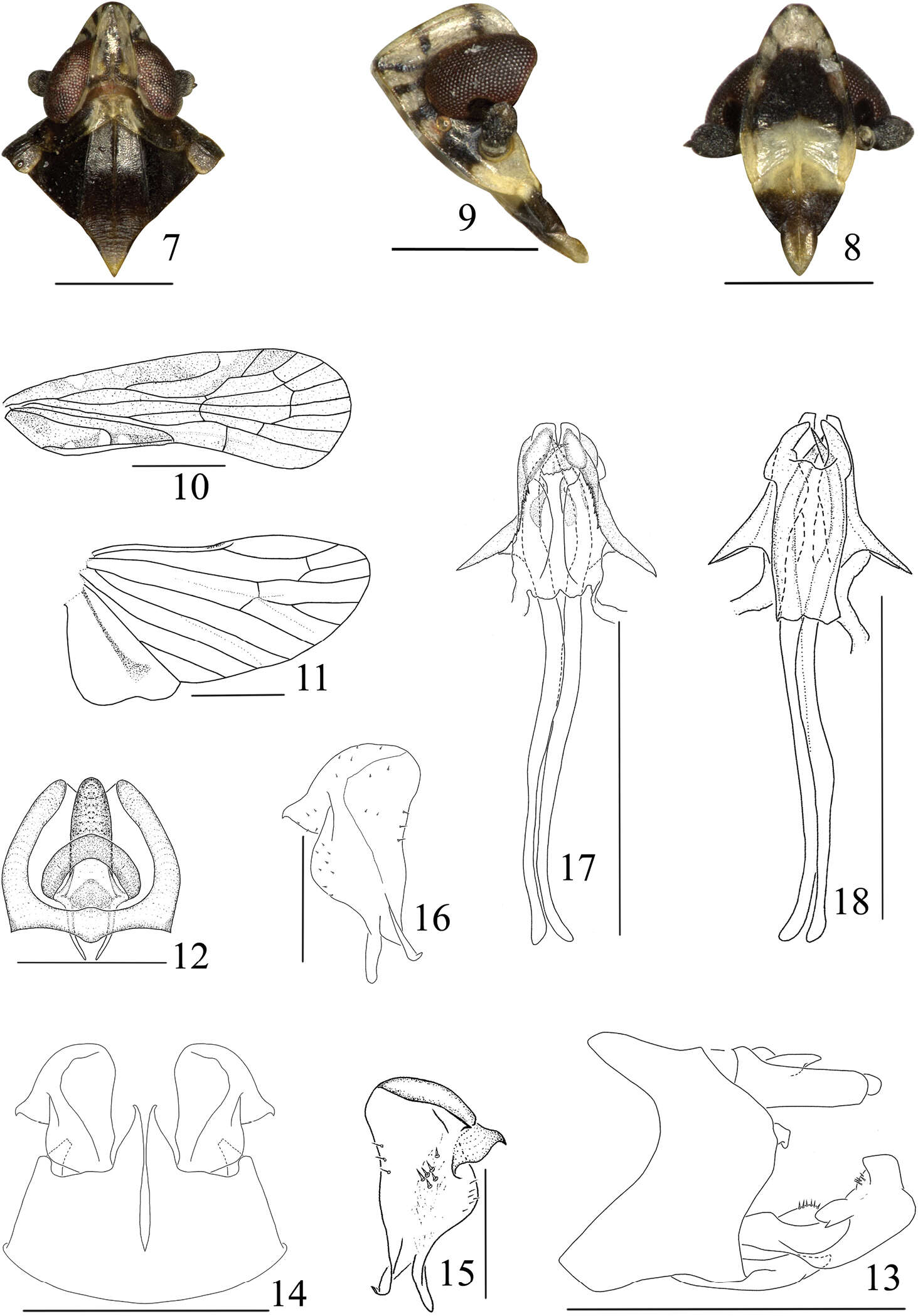 Image of Eudeferunda