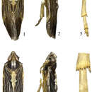 Image of Eudeferunda alatea Long, Yang & Chen 2013