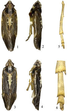 Plancia ëd Eudeferunda alatea Long, Yang & Chen 2013