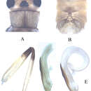 Imagem de Neoperla mesostyla Li, Weihai & G. Wang 2013