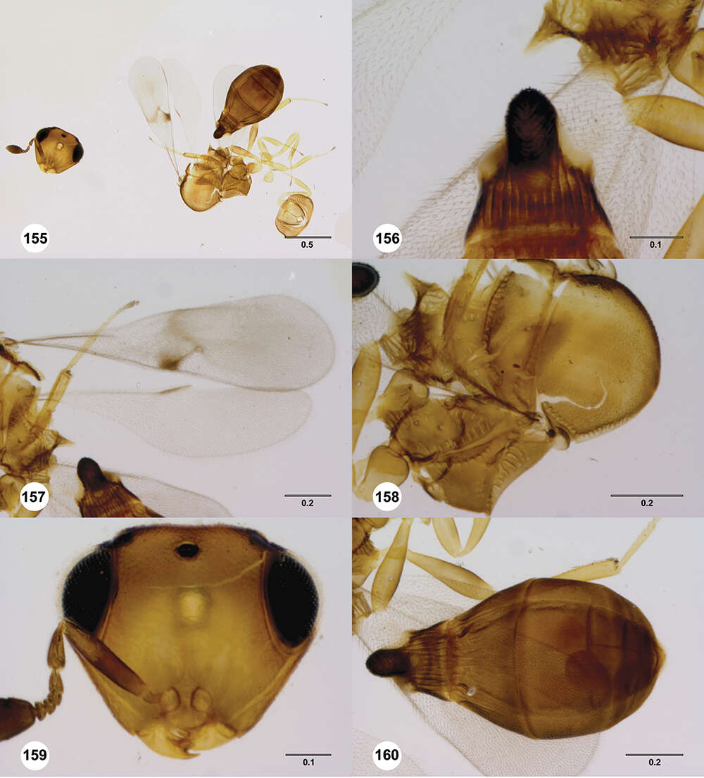 Image of Odontacolus hackeri (Dodd 1913)