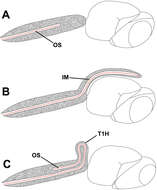 Image of Odontacolus