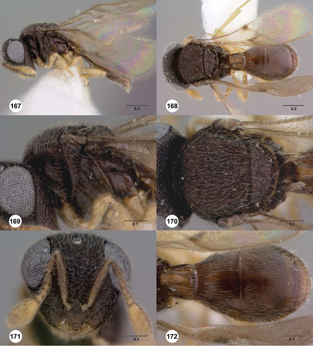 Image of Odontacolus