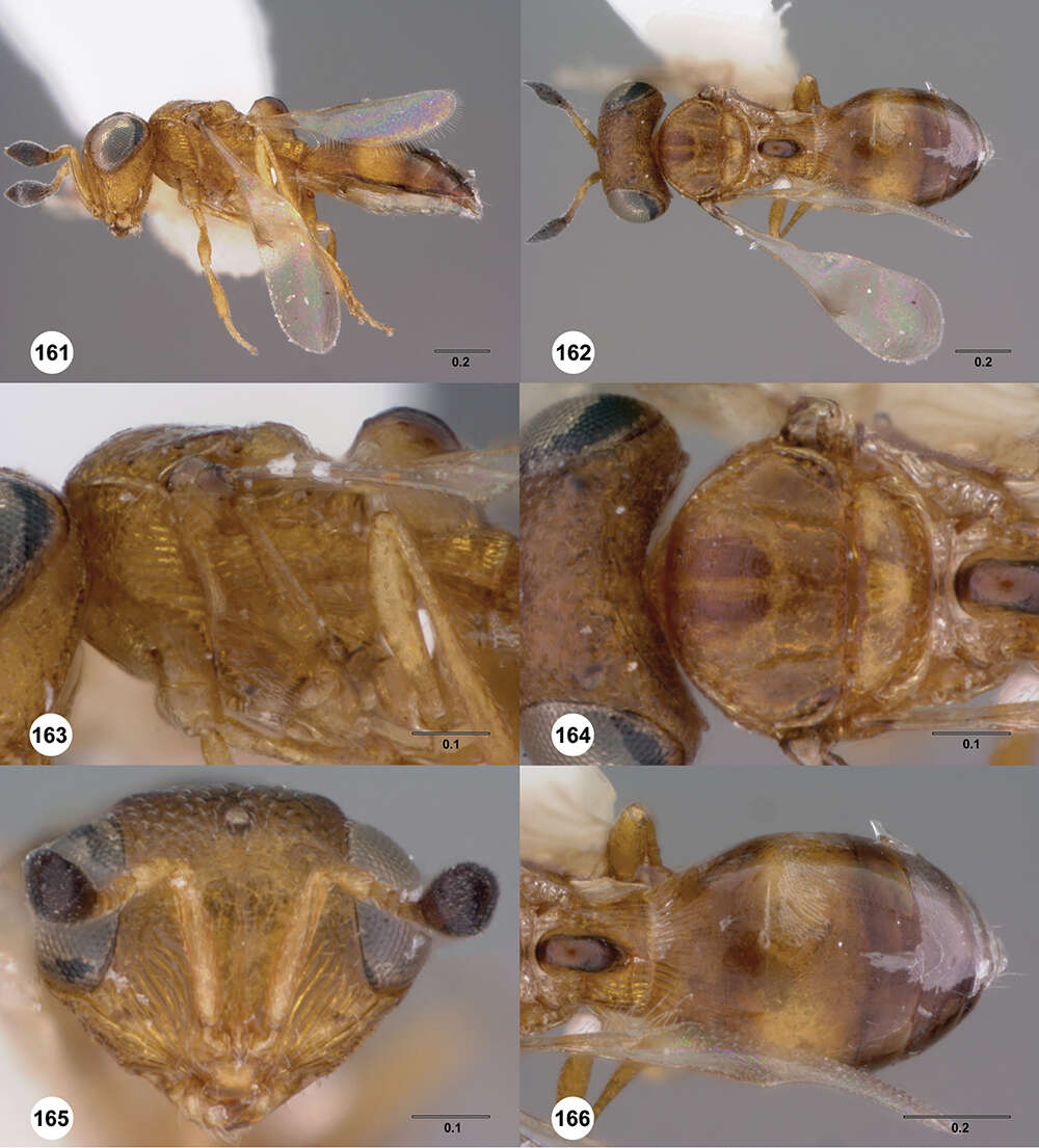 Image of Odontacolus