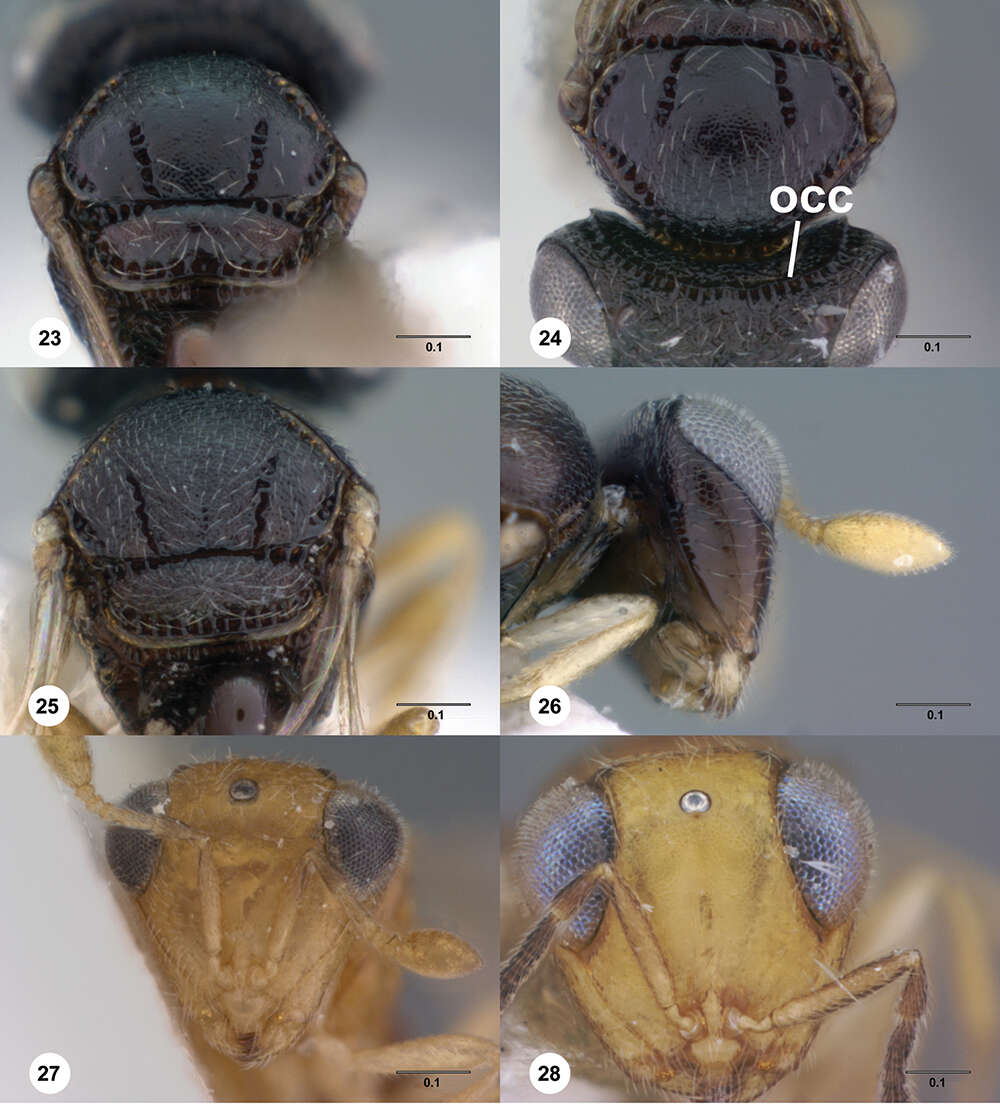 Image of Odontacolus