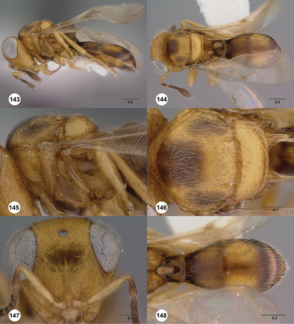 Image of Odontacolus